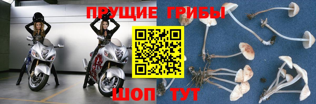Галлюциногенные грибы Cubensis  Галлюциногенные грибы мицелий  Урус-Мартан  Вход с VPN 